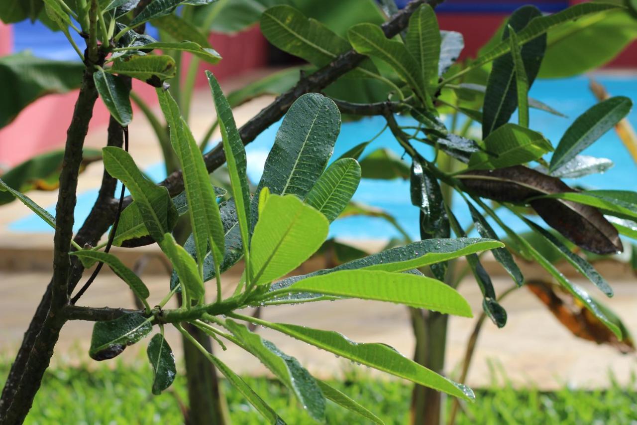 Baridi Villa Kiwengwa  Bagian luar foto